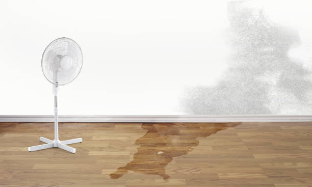 Best Flood restoration services  in Cumberland, MD