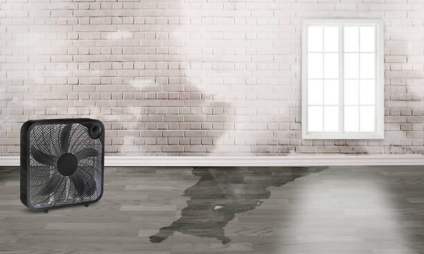 Best Water damage restoration near me  in Cumberland, MD